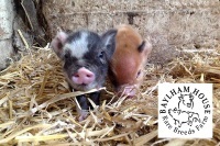 Baylham House Rare Breed Farm