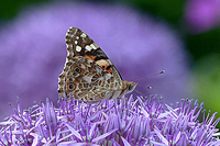 Flatford Wildlife Garden