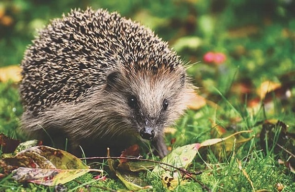 Hedgehog Torchlight Tour