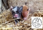 Baylham House Rare Breed Farm