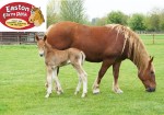 Easton Farm Park