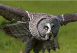 Suffolk Owl Sanctuary