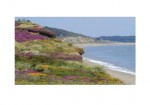 Dunwich Heath