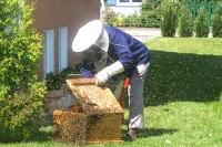 Beekeeping For Beginners @ Assington Mill | Assington | United Kingdom