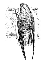 Illustrating Suffolk wildlife in  Pen & Ink and Silhouette @ Belstead Brook Hotel | Ipswich | United Kingdom